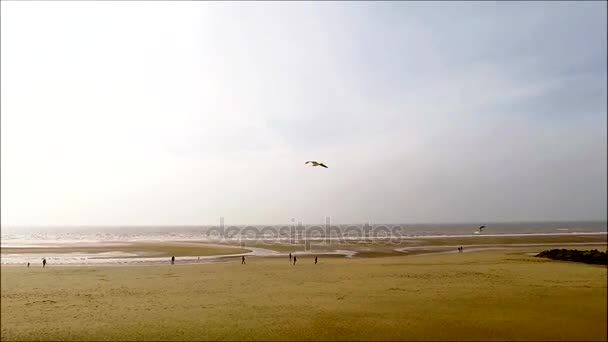 Cleveleys 海岸、鳥が飛んでいます。 — ストック動画