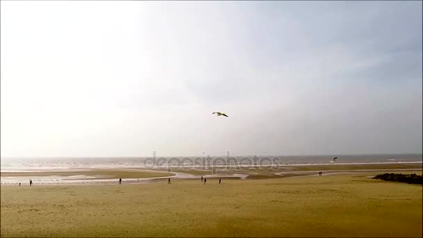 Cleveleys набережній, Політ птахів — стокове відео