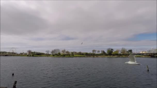 Southport, oiseaux, vue sur la ville 