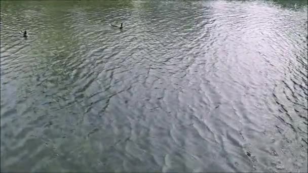 canards sur l'eau