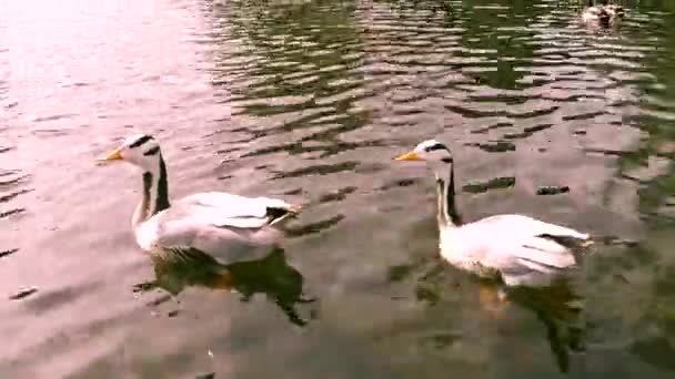 Geese in a pond — Stock Video