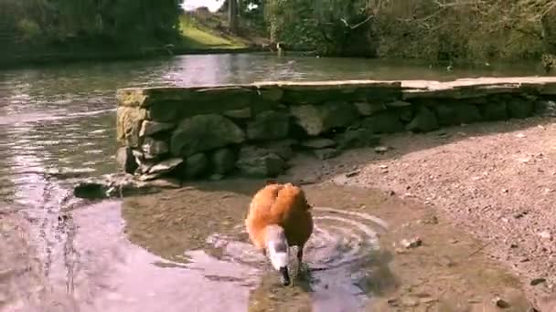 Ruddy Shelduck aproxima-se. — Vídeo de Stock