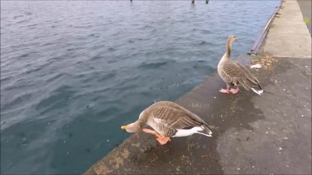 Südhafen, Gänse fallen ins Wasser — Stockvideo