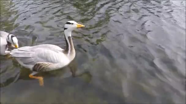 Due oca ottenere cibo da sotto l'acqua — Video Stock