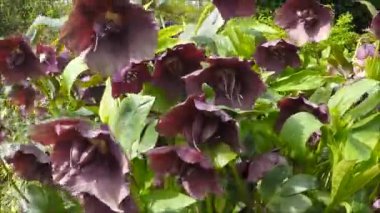 Çiçekli çalı, yaz