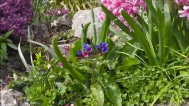 Grange-over-Sands bahar çiçekleri