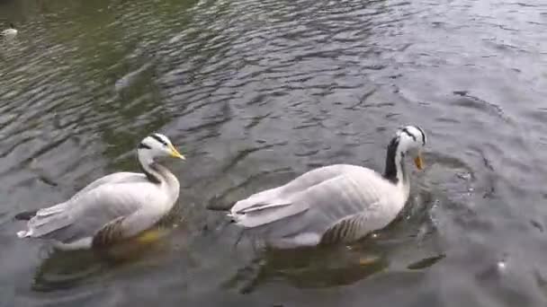 两只鹅，潜水觅食 — 图库视频影像
