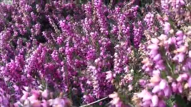 Flores de primavera en Grange-over-Sands — Vídeos de Stock