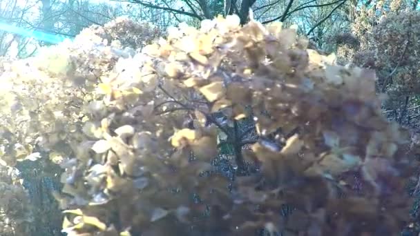 Soliga blommor i skogen vinter — Stockvideo