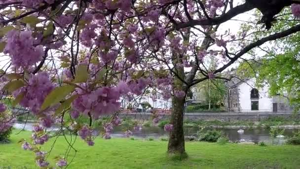 Florecientes árboles en Kendal, Reino Unido — Vídeo de stock