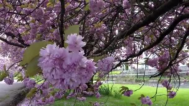 Blommande träd i Kendal, Storbritannien — Stockvideo
