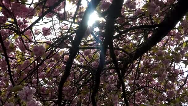 Bloeiende bomen van het voorjaar met roze bloemen — Stockvideo