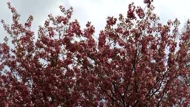 Blühende Frühlingsbäume — Stockvideo