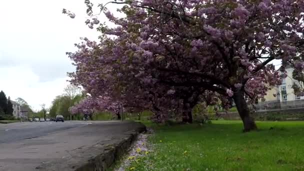 Bloeiende bomen in Kendal, Verenigd Koninkrijk — Stockvideo