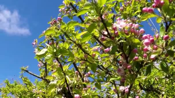 Appelboom in bloei — Stockvideo