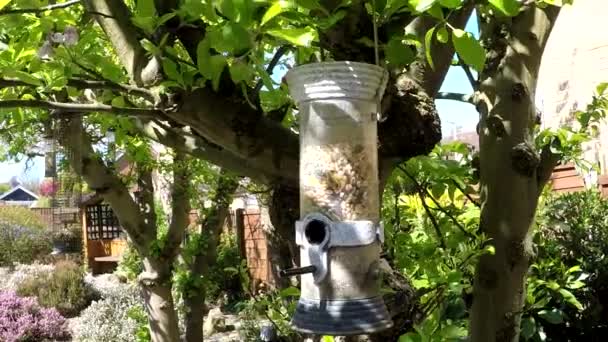 Hanging bird feeder — Stock Video