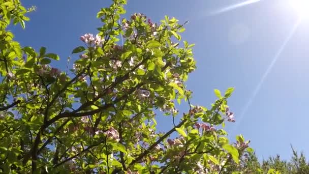 Apfelbaum in voller Blüte — Stockvideo