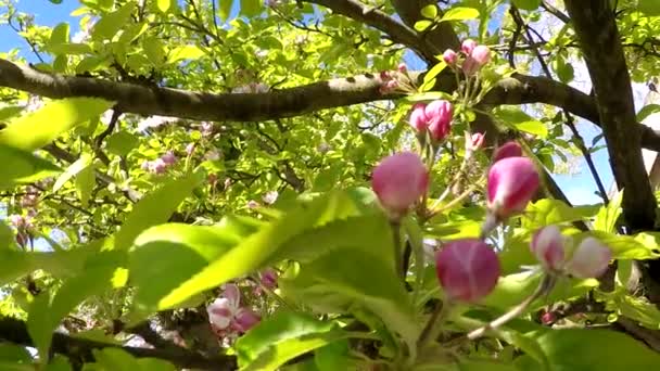 Яблуня в цвітіння — стокове відео