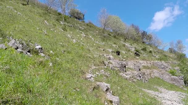 Cheddar Gorge, weergave — Stockvideo