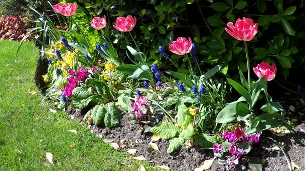 Tulips in a garden — Stock Video