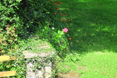 Fazla yeşilliklerin ortasında tek bir pembe Gül