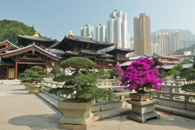 Hong Kong manzara / Hong Kong şehir Chi Lin rahibe manastırı Budist tapınağı önünde Bonsai
