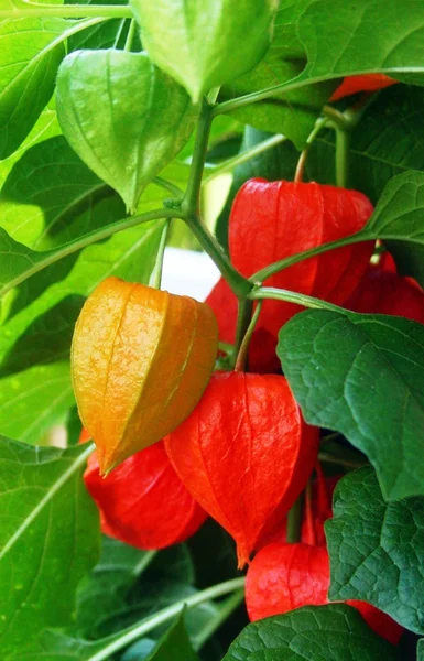 Lanternas laranja de flor de lanterna — Fotografia de Stock