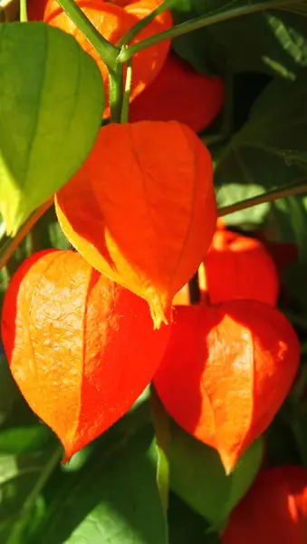Orange lanterns of lantern flower — Stock Photo, Image