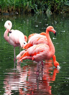 Gölette pembe flamingolar
