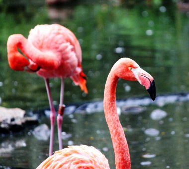 Gölette pembe flamingolar