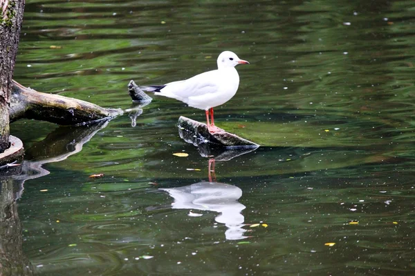 Möwe auf dem See — Stockfoto