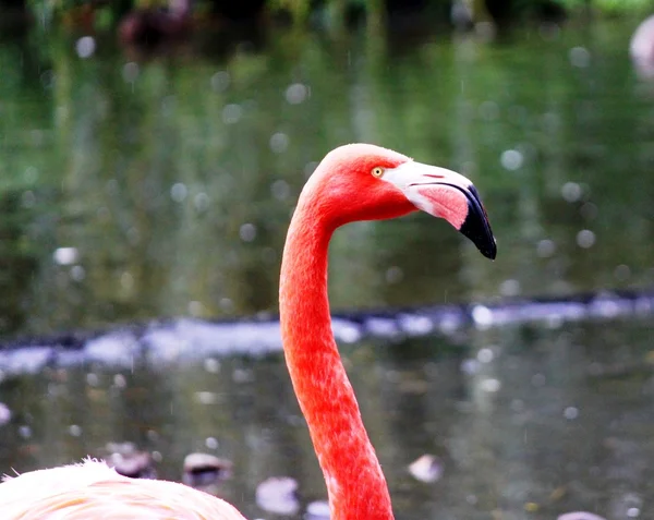 Pink flamingos in the pond — Stock Photo, Image