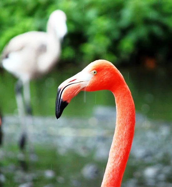 池塘里的粉红火烈鸟 — 图库照片