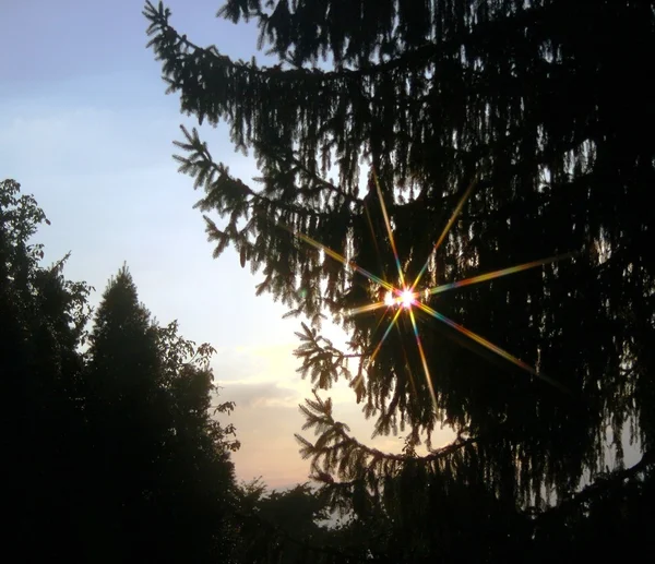 Pôr do sol à noite atrás das árvores — Fotografia de Stock