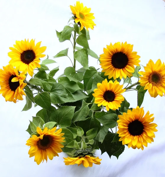 Krásná kytice s slunečnice — Stock fotografie