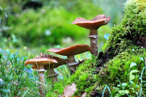 Small mushrooms in the forest