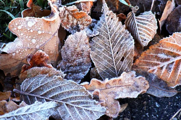 Leaf covered with hoarfrost — Stock Photo, Image