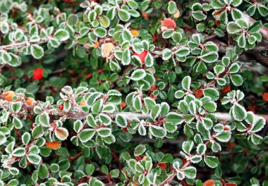 Cüce muşmulası donmuş yaprakları