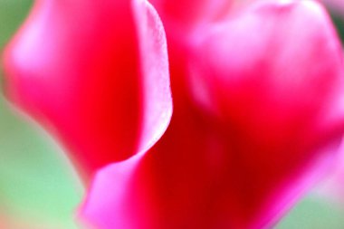 Pembe çiçek yeşil bir arka plana dayanır