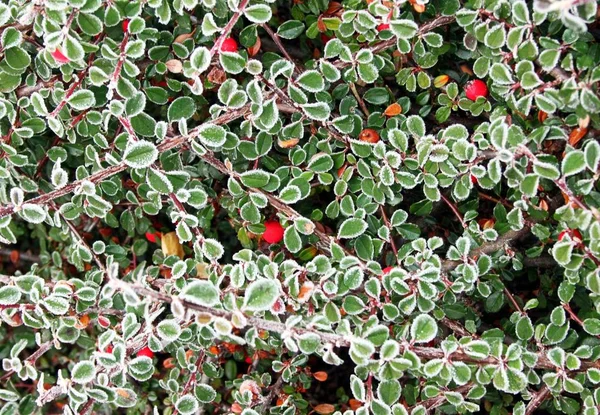 Folhas congeladas da medalha de anão — Fotografia de Stock
