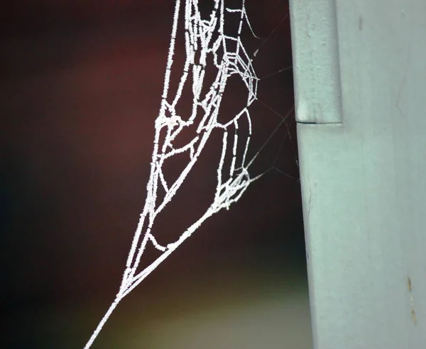 Örümcek ağı ile hoarfrost — Stok fotoğraf