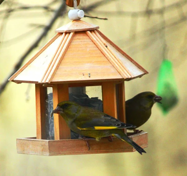 Grönfink på utfodringsplatsen på vintern — Stockfoto