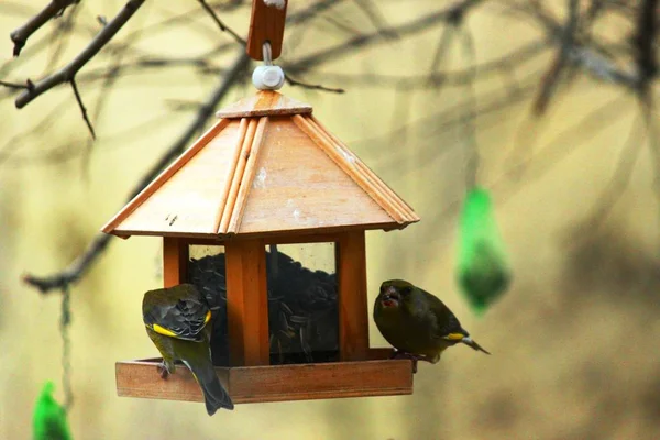 Greenfinch at the feeding house in winter — Stock Photo, Image