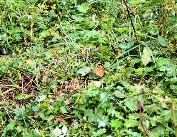 Een vlinder zit in het gras — Stockfoto