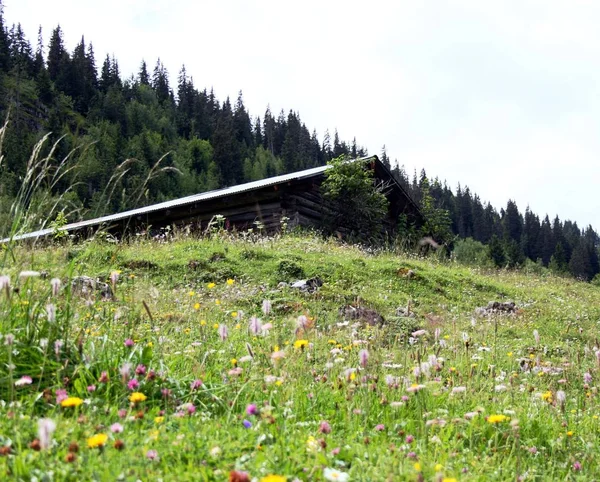 Maison en bois dans les montagnes — Photo