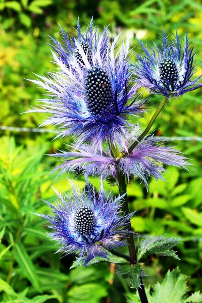 Eryngium alpinum blaue Distel