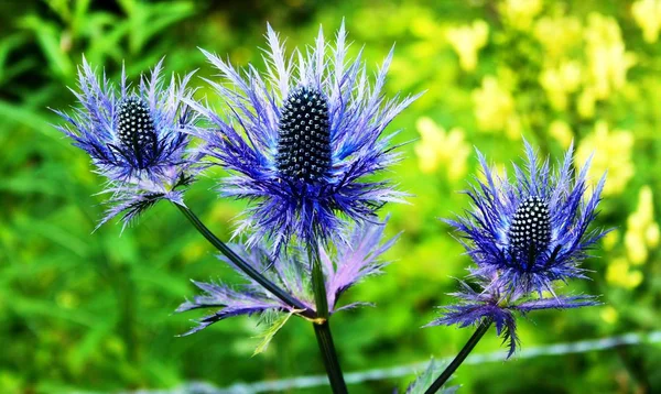 Eryngium alpinum blaue Distel — Stok fotoğraf