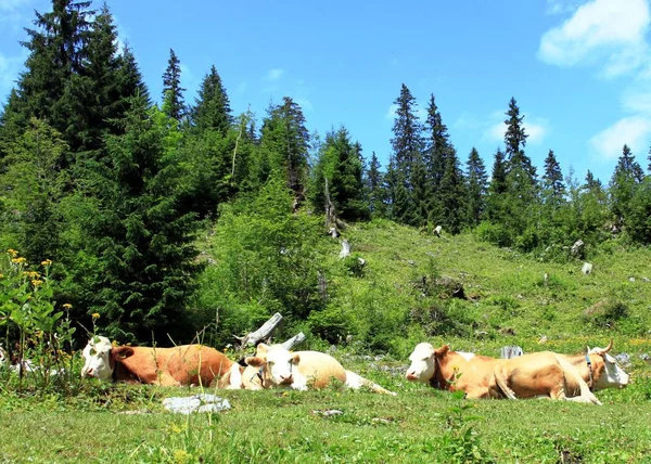 Vacas en el pasto —  Fotos de Stock