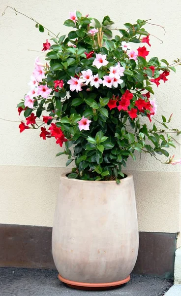 Rød og lyserød blomstrende spand plante - Stock-foto