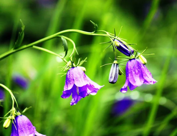 Flor azul no prado — Fotografia de Stock